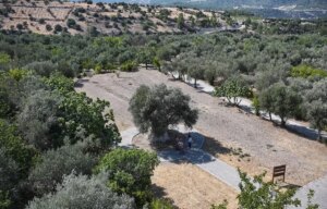mersindeki-1316-yasindaki-anit-zeytin-agaci-HhQgvimr.jpg