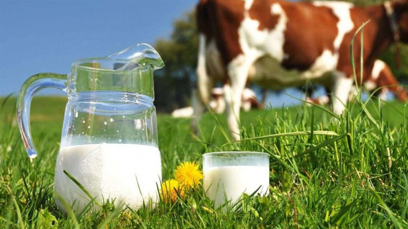 inekler kesime gidiyor uretim daraliyor sute zam mi gelecek fWGClkAM.jpg