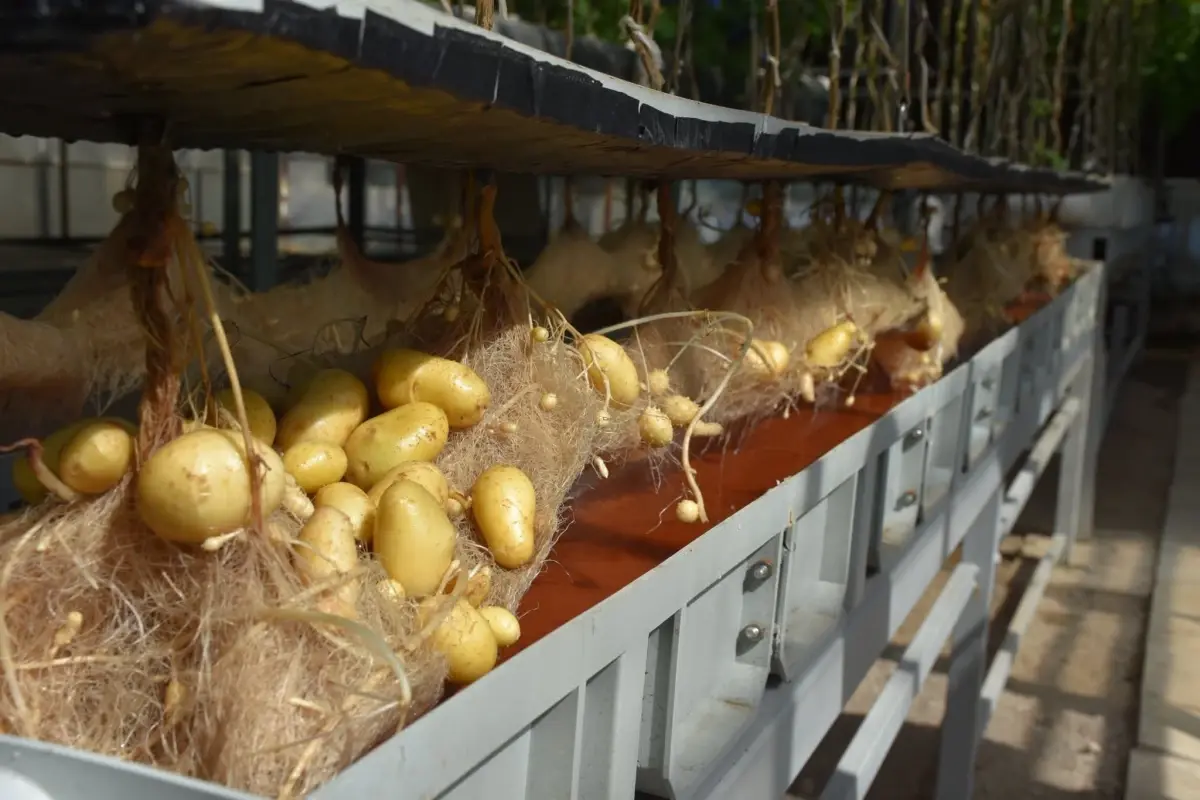 nigde patates arastirma enstitusunden yerli patates uretiminde basari OU3LBuve.jpg