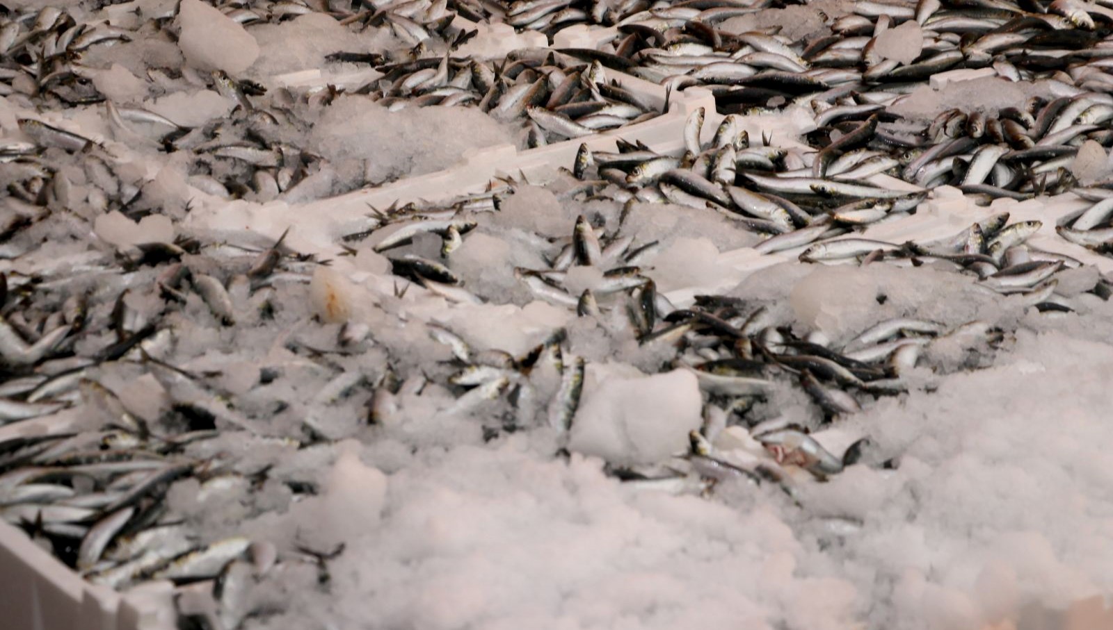 hamsi ve sardalya bollugu balikcilarin yuzunu guldurdu 7kwvw2HN.jpg