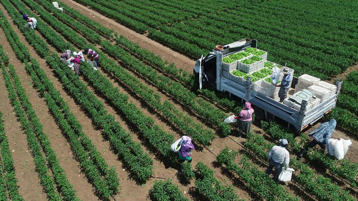 tarimsal uretimde rekor turkiye dunyada 7 avrupada 1inci siraya yerlesti i6WMsixj.jpg