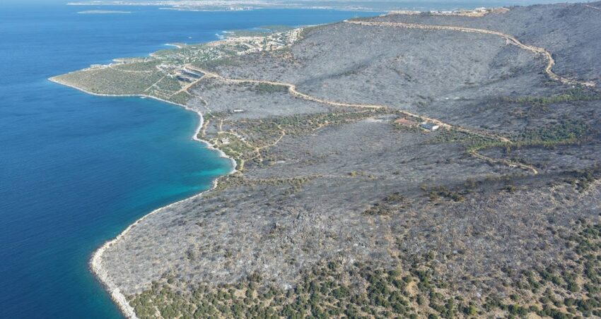 Bir otellik orman kul oldu CwtQZaZK